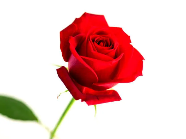 追加用の薔薇